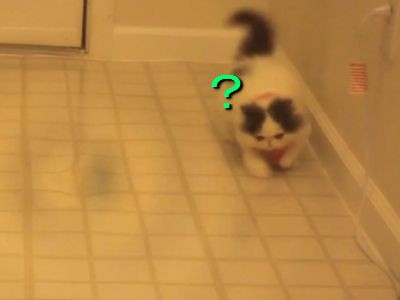 ぬいぐるみのような猫 自分の影を追いかけて遊ぶ 動画 らばq