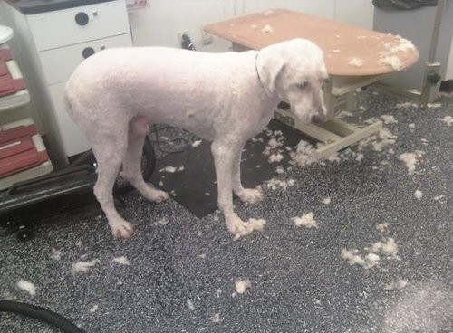 この犬 アレに似てない ハンガリーの番犬 コモンドール のユニークな姿が人気を呼ぶ らばq