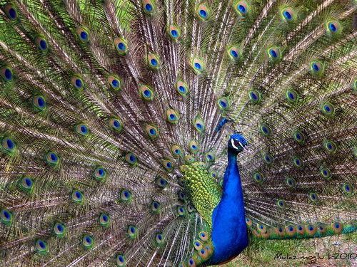 孔雀の飛んでいる姿が まるで火の鳥 だと感嘆の声 らばq