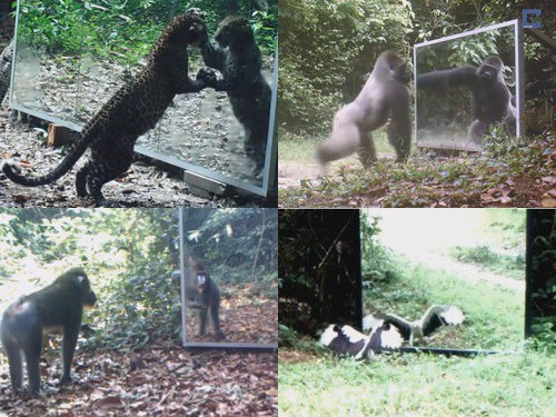 野生動物の前に 大きな鏡 を置いたらどうなるの 実験結果 動画 らばq