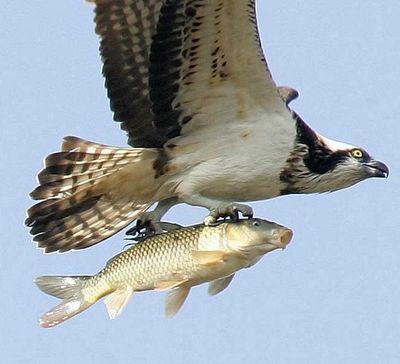 大空を華麗に飛ぶ魚 らばq