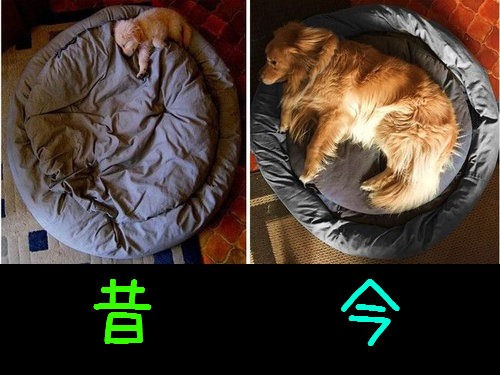 子犬の成長はなんて早いの 実感する比較写真17枚 らばq