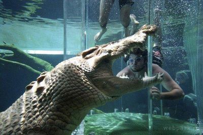 80歳のワニってこんなデカいの 世界最大の爬虫類と水中で接近できるテーマパーク らばq