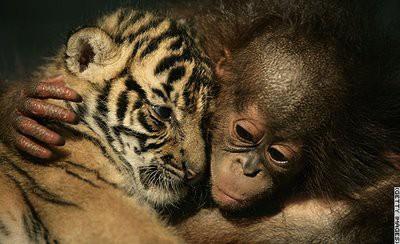 風変わりな組み合わせの仲良し動物集 らばq