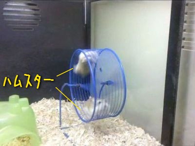 クルクル 2匹のハムスターが回し車を走るとこうなる 動画 らばq