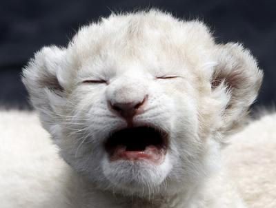 とびきりにかわいいホワイトライオンの赤ちゃん3匹 らばq