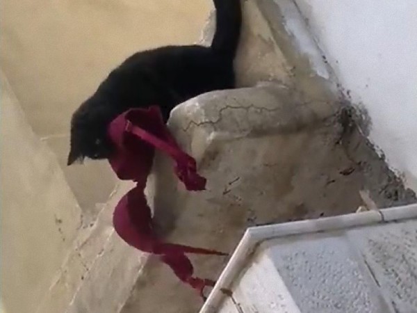 うちの猫が下着泥棒だと知ってしまったとき 現場を激写される 動画 らばq