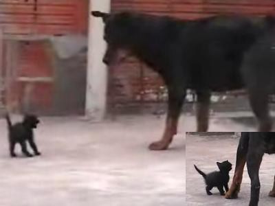 あまりに圧倒的な子猫と犬 黒と黒の対決 動画 らばq