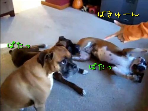 犬も猫もイルカも パタッ 撃たれたフリして倒れる動物たちの名演技 動画 らばq