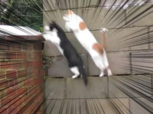 壁をかけ上る猫2匹 ジャンプまで完璧にシンクロしてる 動画 らばq