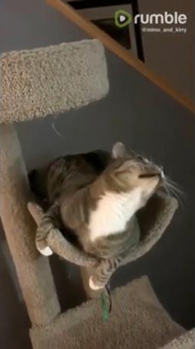 猫 消えた 同居猫のジャンプに全力で驚く 動画 らばq