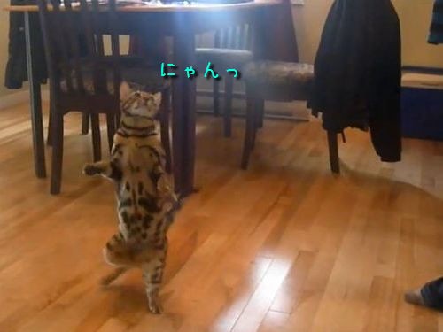 これが猫だなんて 犬顔負けの芸をするベンガル猫 動画 らばq