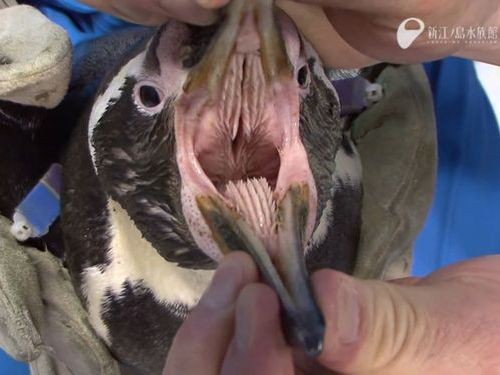魚にとってペンギンが どれだけ恐いのかよくわかる写真 らばq