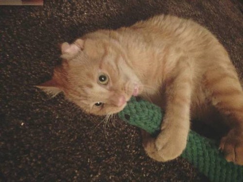 傷つき見捨てられた 哀しい猫 やさしい飼い主に引き取られ見違えるほど元気に らばq