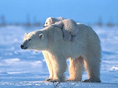 癒されること間違いなし クマたちが愛らしくたわむれている写真枚 らばq