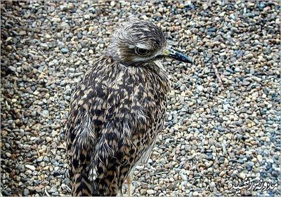 神の見えざる手 保護色で景色に溶け込んだ生き物の写真15枚 らばq