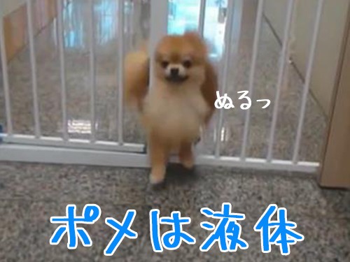ポメラニアンは液体ってどういうこと こういうこと 動画 らばq
