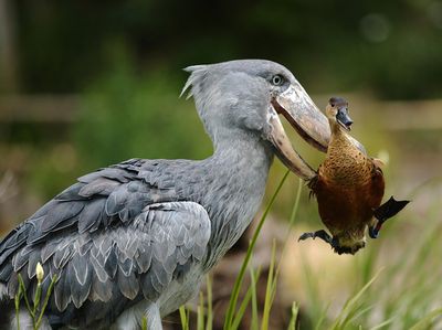 インパクト抜群 話題の珍鳥 ハシビロコウ はこんな鳥 らばq