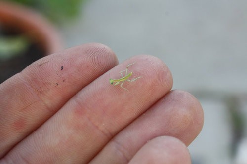 38週間前 カマキリが卵を産み付けていた そして なんかすごいものを見た らばq