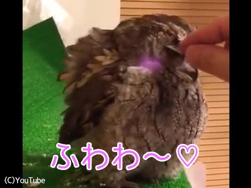 赤ちゃんフクロウのかわいさは もはや翼のある猫 動画 らばq