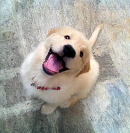 こっちまでハッピーになる うれしそうな犬たちの写真16枚 らばq