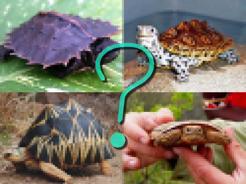 見た目のインパクトがすごい10の珍亀 らばq