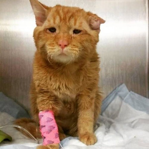 傷つき見捨てられた 哀しい猫 やさしい飼い主に引き取られ見違えるほど元気に らばq
