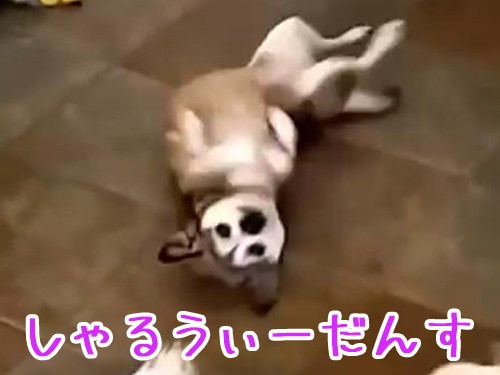犬がお腹を出してクネクネを始める それを見た別の犬の行動は えっ 動画 らばq