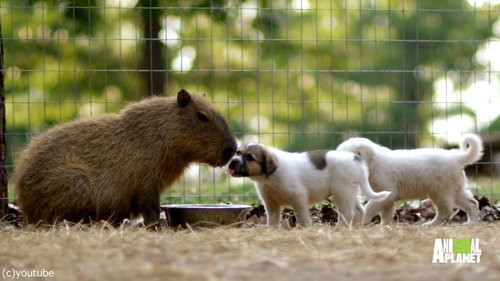 やさしいカピバラ 子犬たちのお母さんになる 動画 らばq