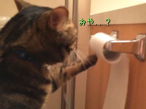 猫がトイレットペーパーを台無しにしている あれ でも怒れない 動画 らばq