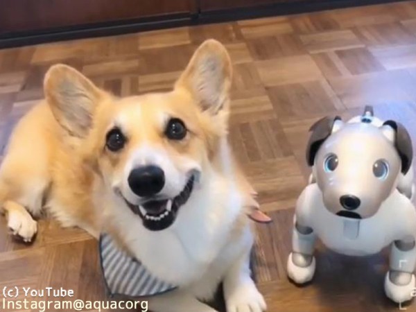 犬がaiboと同じ動きをすると こんなにもかわいいとは 動画 らばq