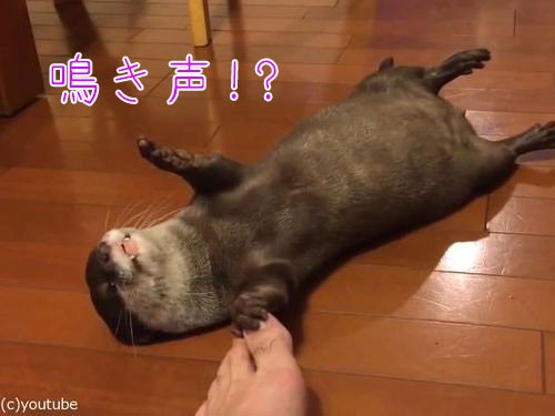 カワウソの鳴き声がこんなにかわいいって知ってた 親指にソフトタッチ 動画 らばq カワウソの鳴き声がこんなにかわいいって知ってた 親指にソフトタッチ 動画 らばq