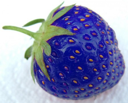 強烈に青いブルー イチゴが誕生 寒さに強い遺伝子に組み換え らばq