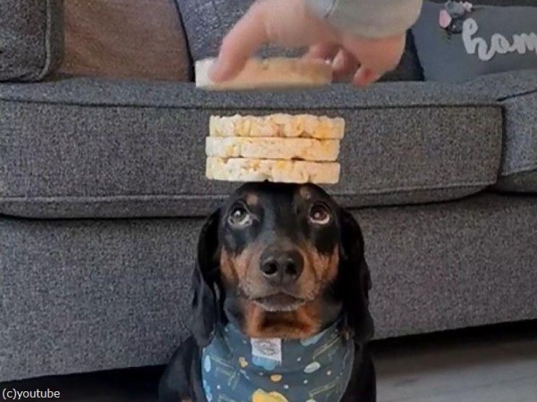 頭の上でバランスを取るのが得意な犬に クッキーを何枚乗せられる Nekodaisuki12のblog