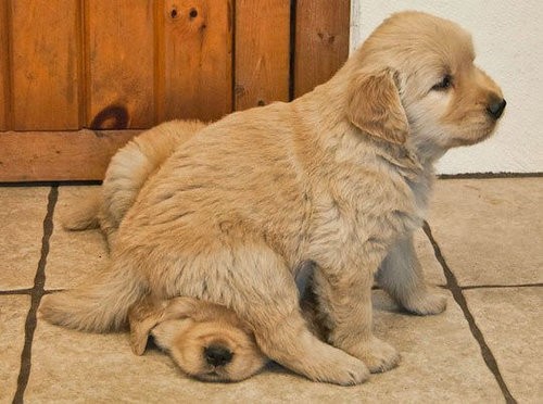 ぺちゃっ 犬が犬を踏んずけると メチャクチャかわいい 写真15枚 らばq