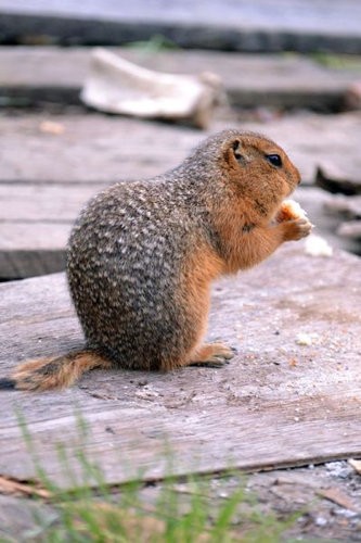 お皿まで食べそうなほど 食いしん坊 なペットたちの写真14枚 らばq