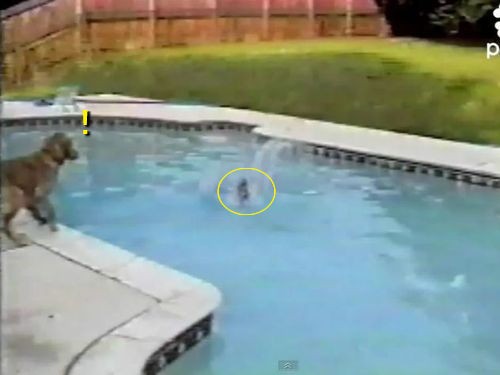 子犬が溺れた お母さん犬が見せたすばらしい救出劇 動画 らばq 子犬が溺れた お母さん犬が見せたすばらしい救出劇 動画 らばq