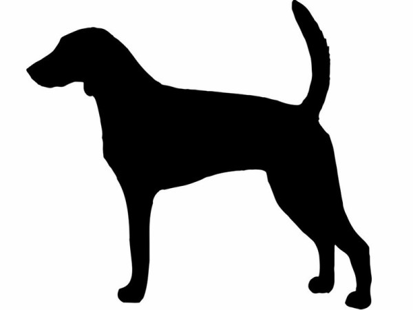 耳の長い犬がギネス記録更新 左右の耳を結ぶこともできる らばq