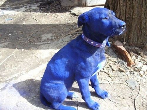 何があったの 家に帰ったら犬が青くなっていた らばq