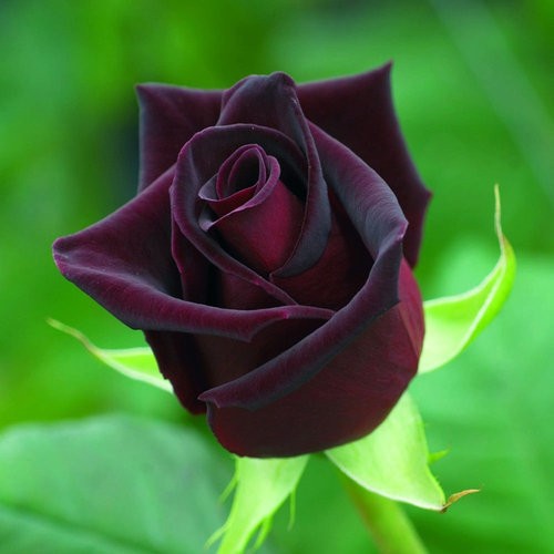 追記あり トルコに咲く天然の 黒バラ はドキッとするほど黒かった 驚きの写真いろいろ らばq