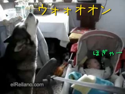 赤ちゃんが泣きだしたっ 遠吠えであやしてあげる優しい犬 動画 らばq