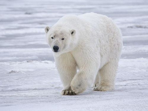 野生の白クマに出会った…すごくいいクマだった…」 : らばQ