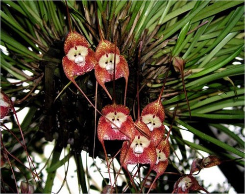 この世にはサルの顔そっくりな花があった 衝撃の写真いろいろ らばq