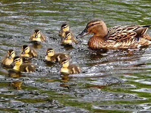 この目に映ってるものが信じられない マガモの親子の中に 犬 が乱入した結果こうなった らばq