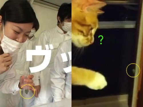 本日のトリビア「カメムシは自分のオナラで気絶するって本当？」→試し 