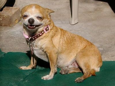 バーに犬を連れて行ったら と言うお話 らばq