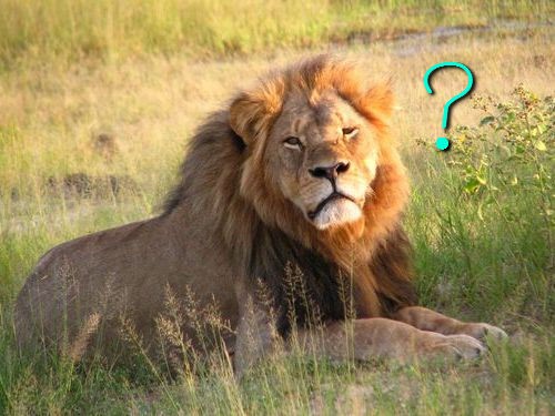 フワフワに決まってる ライオンみたいなタテガミを持つ猫たちの写真いろいろ らばq
