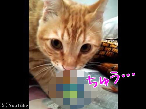 猫におしゃぶりを与えたら ちゅうちゅう が病み付きに 動画 らばq