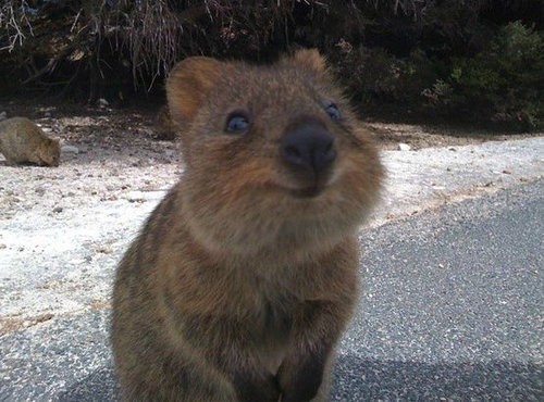 クアッカワラビーより幸せそうな動物なんて他にいるの かわいい写真が人気に らばq