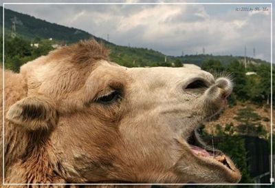 あんぐりと口を開けすぎな動物たちの写真11枚 らばq